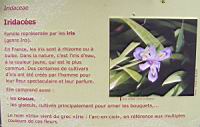 Famille Iridacees ou Iridaceae (txt)